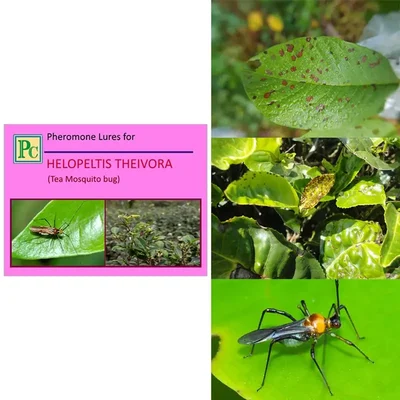 50 Pcs Insect Lures For Tea Mosquito Bug (Helopeltis Theivora)